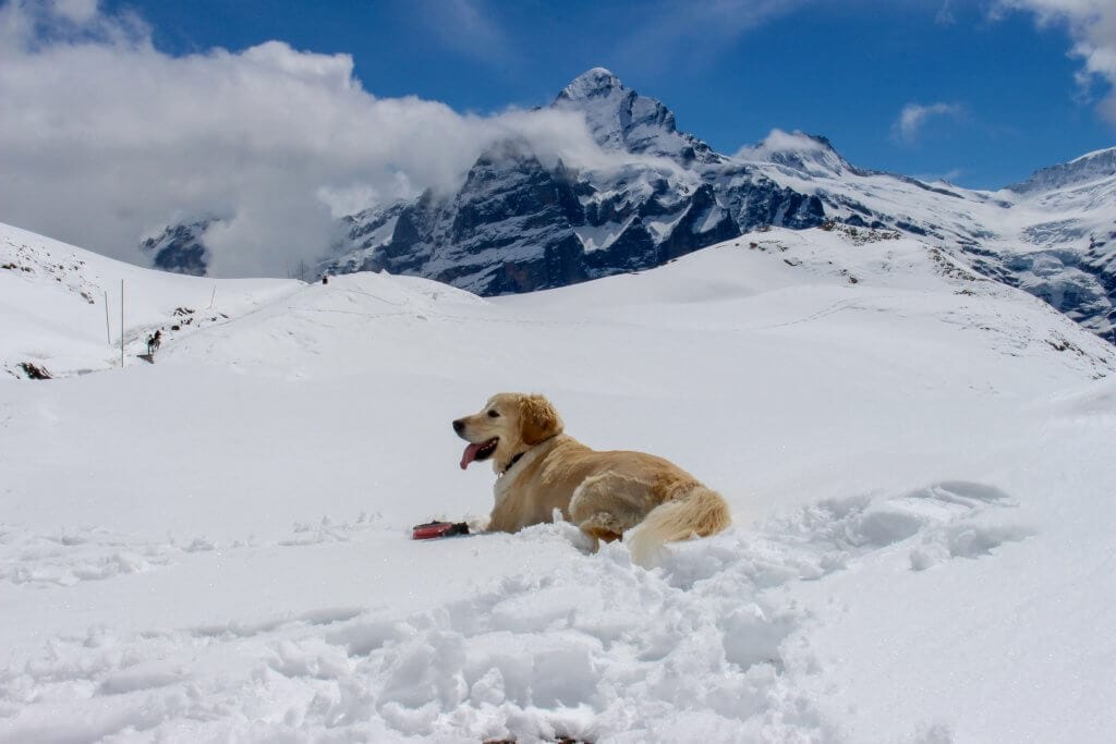 經過1個多小時的跋涉，終於看到目的地Bachalpsee，不過傻眼的是當年融雪的比較晚所以湖面完全還是處於結冰狀態，所以根本沒有各篇遊記上讓人讚嘆不已的倒影可以看，不過這去程玩雪、玩狗、看風景真的就讓人挺過癮的，整體來說我還是非常推薦有少女峰行程的朋友可以撥出一天的時間到格林德瓦Grindelwald來體驗First的健行行程。